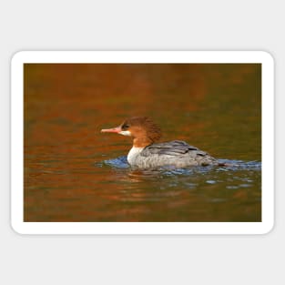 Common Merganser - Algonquin Park, Canada Sticker